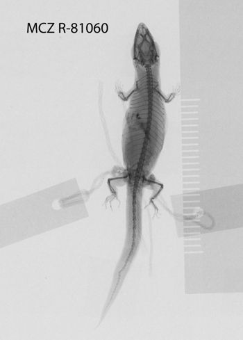 Media type: image;   Herpetology R-81060